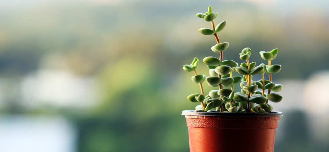 Transportul animalelor și plantelor în UE